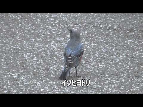 30秒の心象風景8186・餌を見つける～イソヒヨドリ～