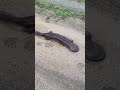 オオサンショウウオが歩いている！すごい！