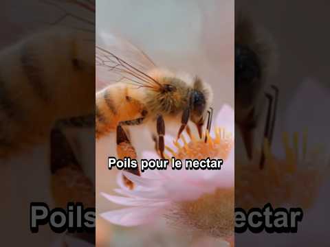 Culture & découvertes — 3 faits surprenants sur la langue des abeilles