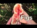 Growing Fig Trees In Australia Planting Pest Guide