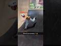 What is bro doing 🙏😂 #scooter #skatepark #scooterride #shortvideos #skateboarding #fail #shorts