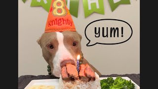 My Dogs Special Birthday Dinner ASMR by Knight and Aston 4,571 views 1 month ago 1 minute, 13 seconds