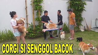 CORGI SI SENGGOL BACOK  KENNEL CORGI & SHELTIE