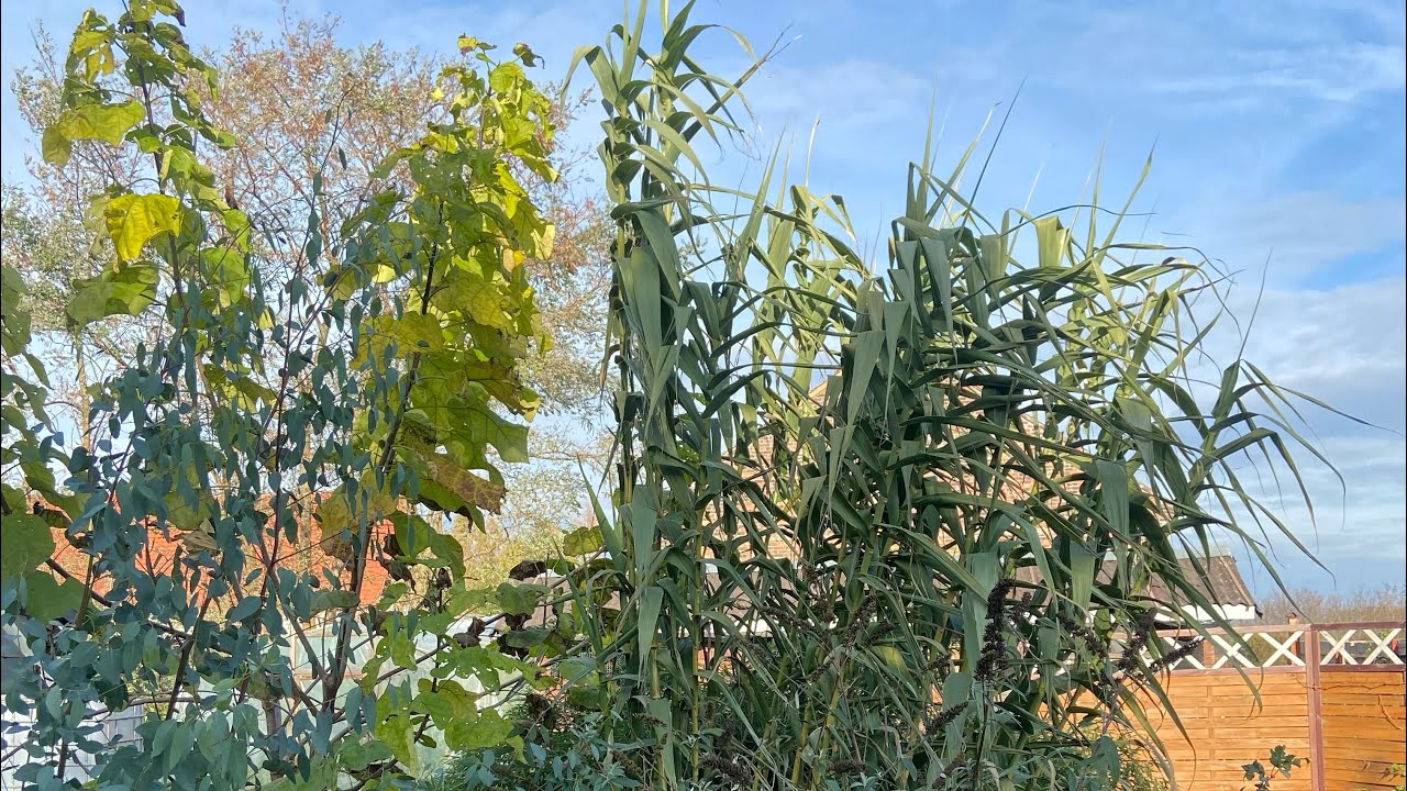 Lasecznica trzcinowata - Arundo donax.