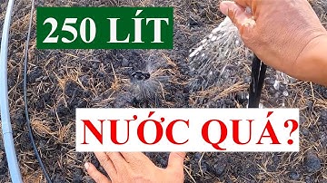 Béc Tưới Cây Vườn Sầu Riêng VP10V2 250 Lít - Cho Hiệu Quả Tuyệt Vời - VNPLANT