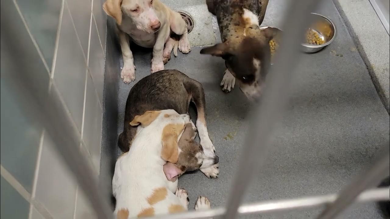 acs A679639 A679641 A679643 - YouTube