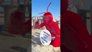 Yes, There’s a Hermit Crab Pageant—And We Showed Up 🐚👑