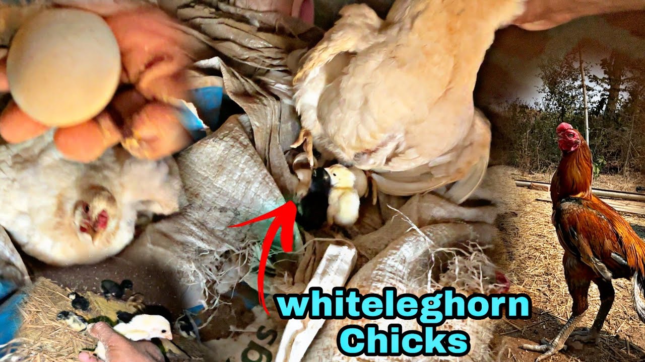 White Leghorn K Chujje Nikal Aaye 😍