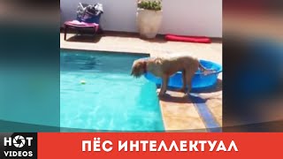 Пёс интеллектуал. Додуматься до такого))... ( HOT VIDEOS | Смотреть видео HD ) Пёс интеллектуал. Додуматься до такого))... ( HOT VIDEOS | Смотреть видео HD )