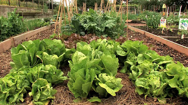 Todd Forrest Introduces the Edible Garden