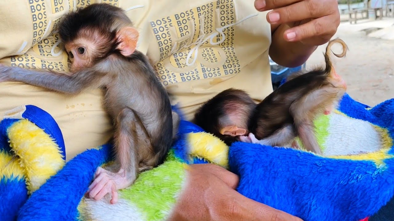 I don't know why, but baby monkey Milo likes to squat and lift his butt high.