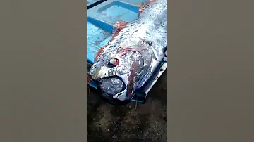 Рыба Судного дня