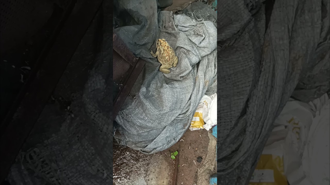 beautiful yellow color frog 