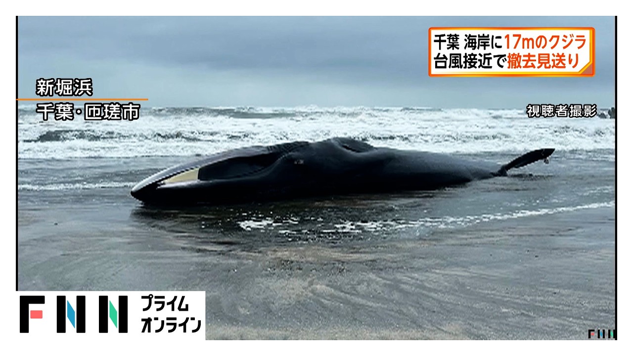 千葉・匝瑳市の海岸に17mのクジラ打ち上がる 台風接近で撤去見送り