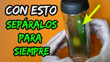 Como separa coalho?