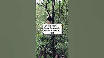 #Shorts How Panda Climbs Down The Tree? | Pandagarten