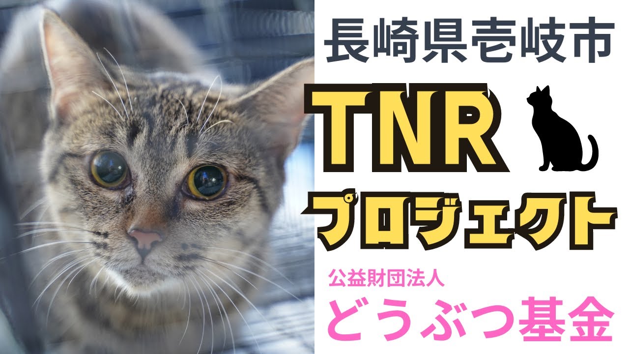 壱岐島TNR地域集中プロジェクト「イキイキさくらねこTNR