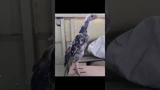 Shamo Japan From My Collections