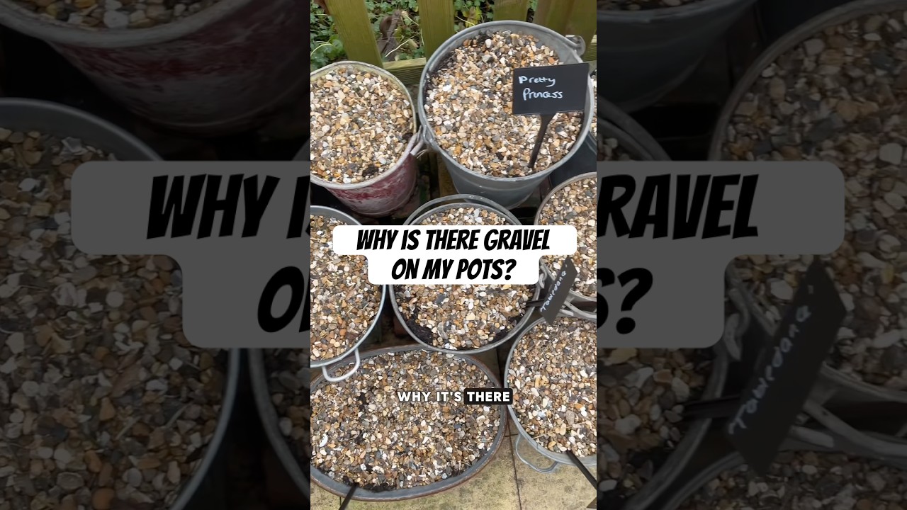 Why is there gravel on my pots? 