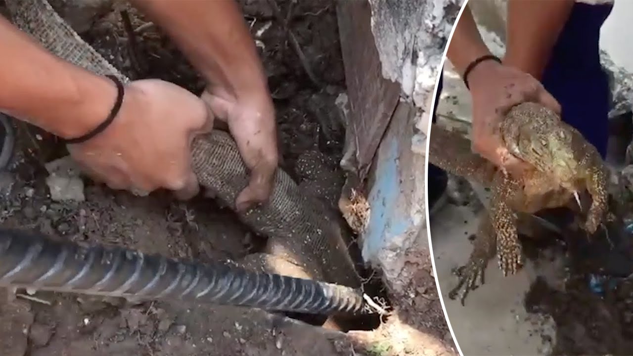 Monitor Lizard With Head Stuck In Drain Rescued YouTube