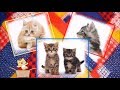 Видеоклип на песню о кошках и котятах - Кошки кошки