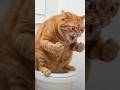 What on earth is this cute cat (kitten) doing? #shorts