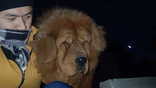 Himalayan Tibetan mastiff lion head 😲😲 #shorts #viral #ytshorts #trending #dogs by The Pahadi Dogs 140 views 3 months ago 26 seconds