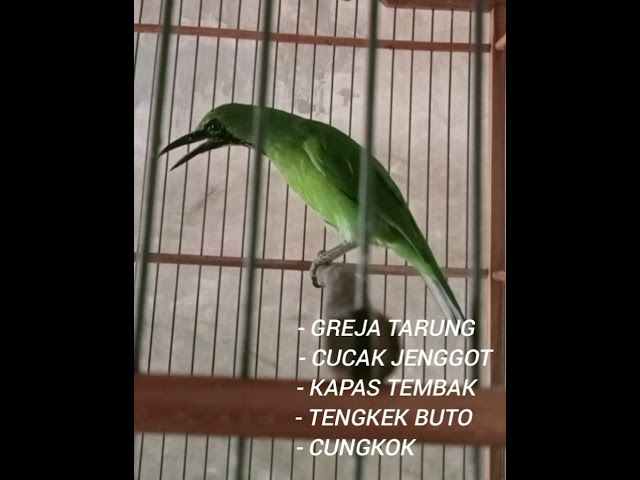 materi pilihan untuk pemasteran CUCAK IJO class=