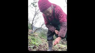 It's not raining anymore, plant some fava beans.