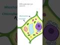 Where does DNA replication occur?