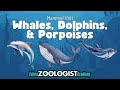 Cetaceans: Ocean Mammals Quiz