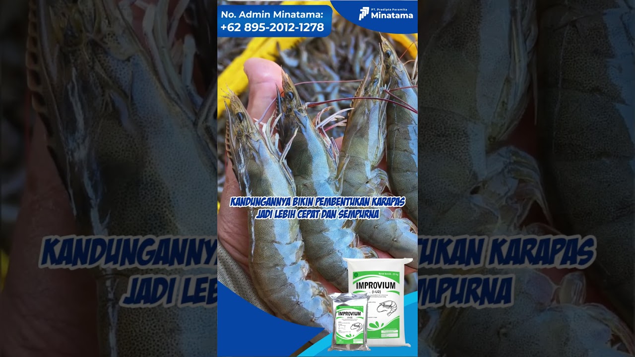 Mineral Budidaya Udang IMPROVIUM 2 Kelengkapan Kebutuhan Tambak
