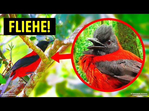 Video: Ein Baum, Der Vögel Tötet - Alternative Ansicht