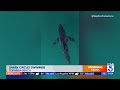 Juvenile great white shark seen circling swimmer off Topanga Beach