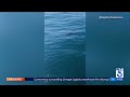 Juvenile great white shark seen circling swimmer off Topanga Beach