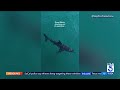 Juvenile great white shark seen circling swimmer off Topanga Beach