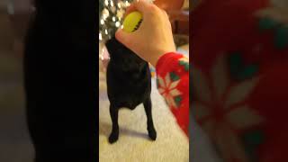 Our Adorable Pug Toast Opening His Christmas Gifts!