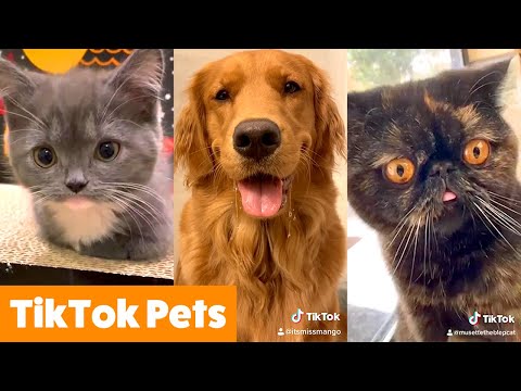 Silly TikTok Pet Reactions & Bloopers | Funny Pet Videos