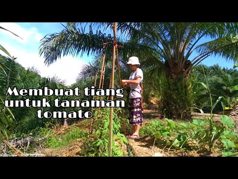 Video: Tiang Tomato