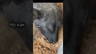 Что такое халяль и халяльная еда? #halal  #россия #ислам