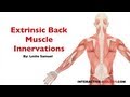 Extrinsic Back Muscle Innervations Quiz