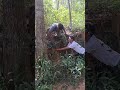 on the outskirts of the forest #shortvideo #nature #fyp #animals #short #shorts