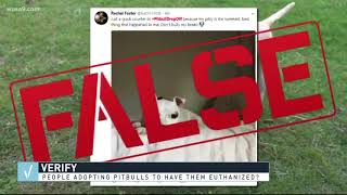 VERIFY: Are people adopting pitbulls to have them euthanized?