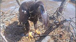 SWFL Eagles ~ Mighty M15 Delivers 3 Fish! Fish Almost Goes OVERBOARD! E26 SWALLOWS FISH WHOLE 3.9.26