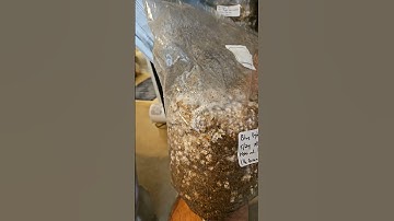 You must add gypsum to your Masters Mix.