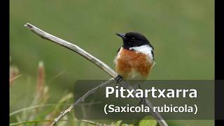 Pitxartxar burubeltza (Saxicola rubicola), kantua #TxoriaTxio