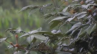 Tidur nyenyak dengan iringan bunyi hujan dan burung