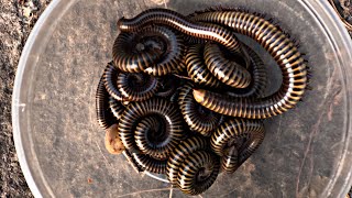 Massive Millipede Cluster 🐛😱 | Satisfying & Creepy Insect Close-Up