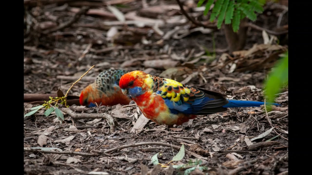 Crimson (Adelaide) Rosella