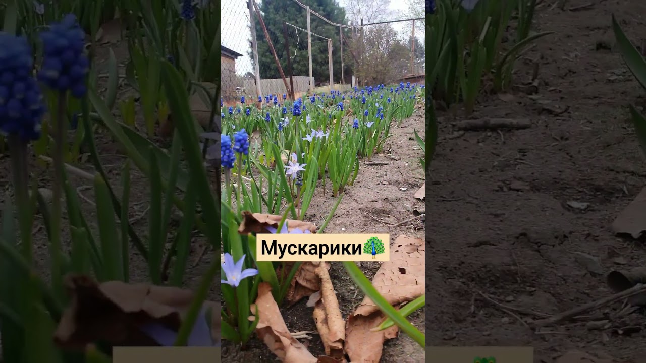 Мускари и крокусы в цвету